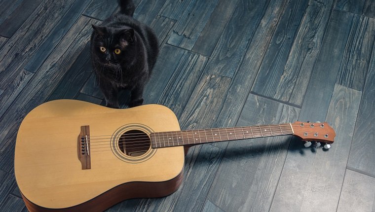 Schwarze Katze, die nahe einer Gitarre sitzt