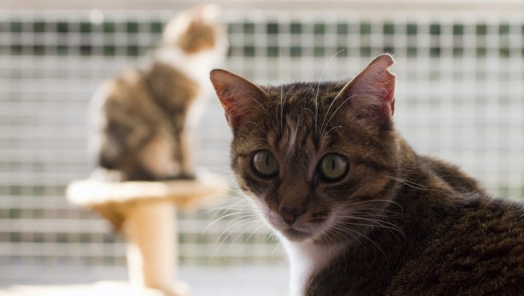 Frankreich, Katzen in einem Tierheim (SPA).