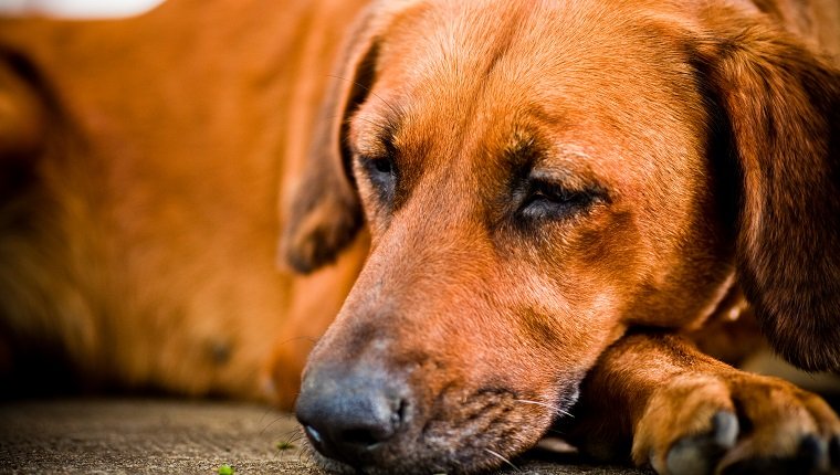 Azathioprin für Hunde Verwendung, Dosierung und Nebenwirkungen