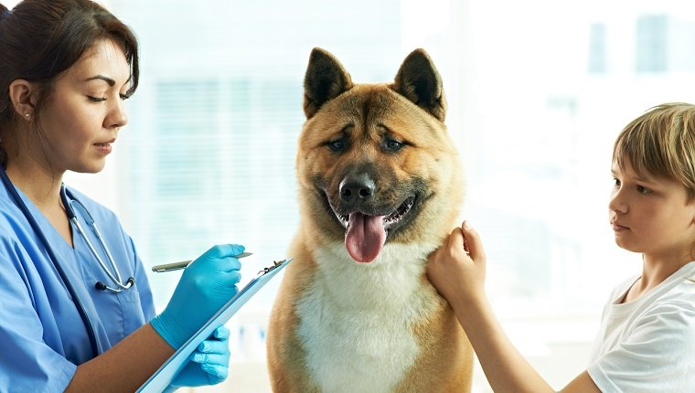 Weibliche Krankenschwester, die Medizinrezept für Hund schreibt und seinem Besitzer in der Klinik erklärt