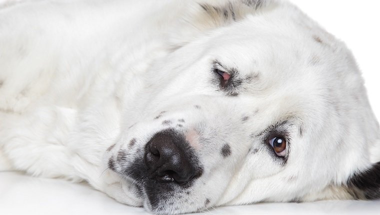 Zentralasiatisches Schäferhund-Nahaufnahmeporträt auf einem weißen Hintergrund