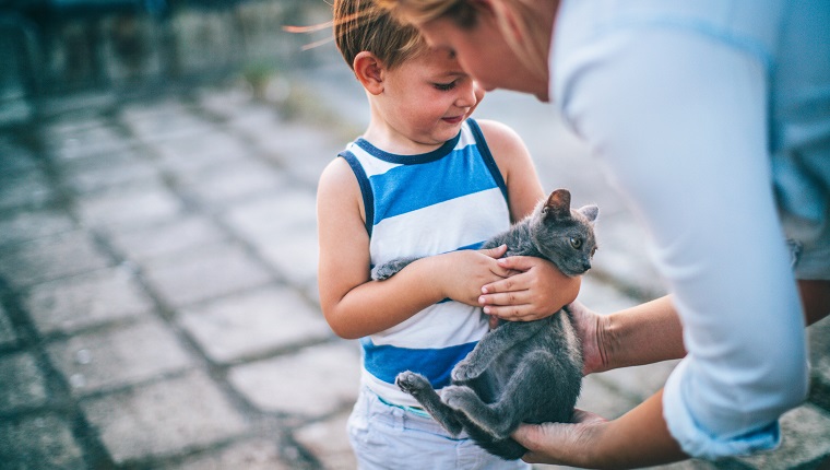 Kleiner Junge trifft sein neues Haustier, kleine graue Katze, die in den Händen der Eltern ist
