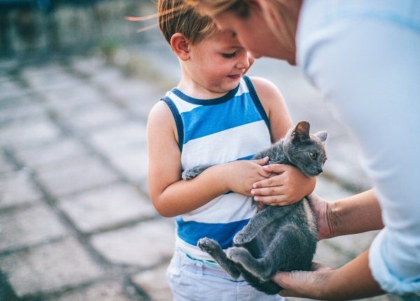 Little boy is meeting his new pet, little grey cat that is in parent