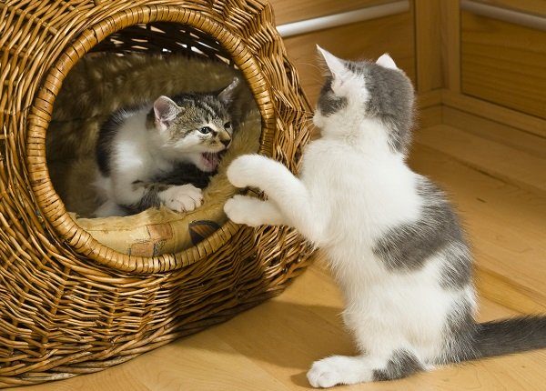 Kittens playing in cat basket