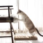 Cat jumping on chair.