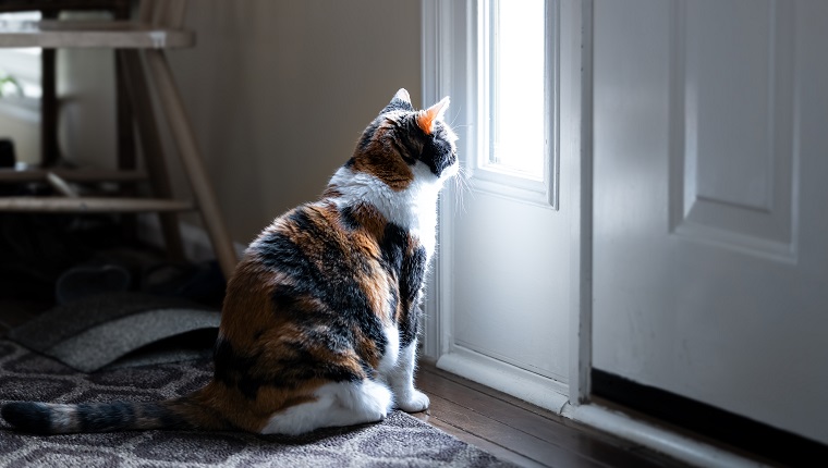 Traurige Kalikokatze sitzt, schaut durch kleines Haustürfenster auf der Veranda und wartet auf Hartholzteppichboden auf Besitzer, die verlassen zurückgelassen werden