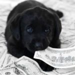 Dog Money
