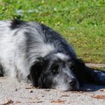 Sad Dog Lying On Footpath