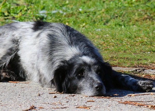 Sad Dog Lying On Footpath