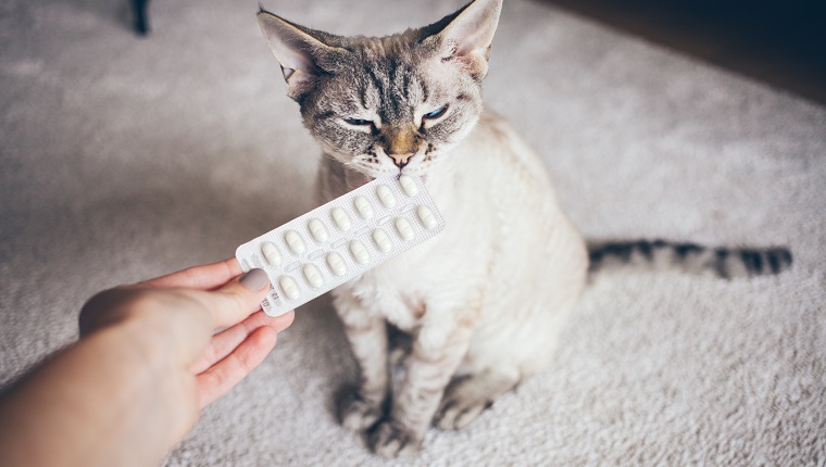 Katze fühlt sich ungezogen und neugierig, bereit, die Tablette zu essen. Medikamente können Amoxicillin für Haustiere sein.