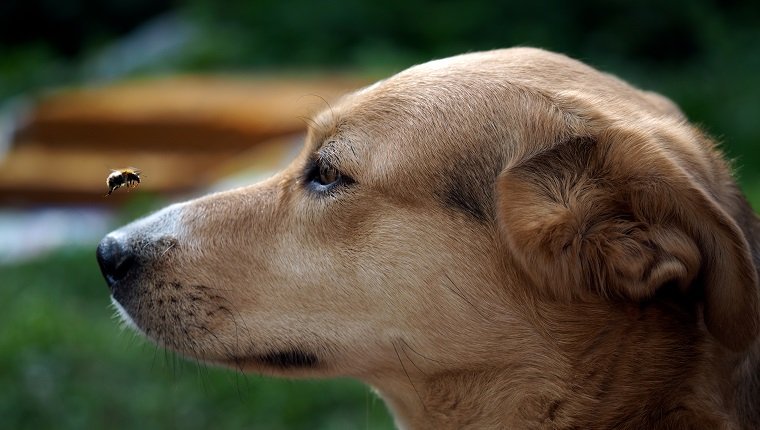 Anaphylaxie bei Hunden Symptome, Ursachen und Behandlungen Haustiere