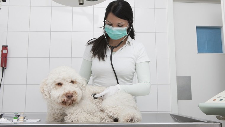 Junger Tierarzt, der Hund auf Tisch in Klinik untersucht