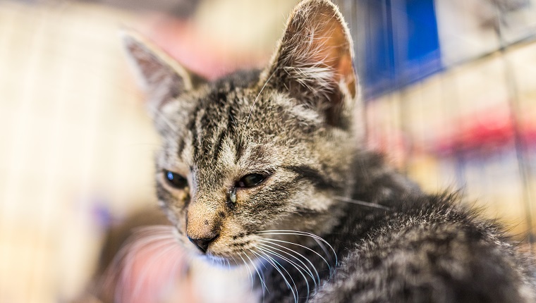 Porträt eines traurigen getigerten Kätzchens mit Augeninfektion im Käfig, das auf Adoption wartet