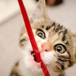 cat biting ribbon