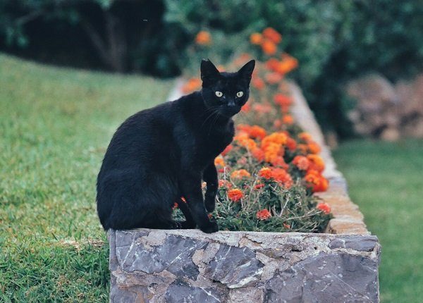Portrait Of Black Cat Sitting On Retaining Wall Against Plants