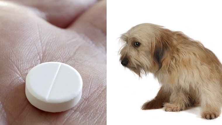 Buspiron für Hunde Verwendung, Dosierung und Nebenwirkungen