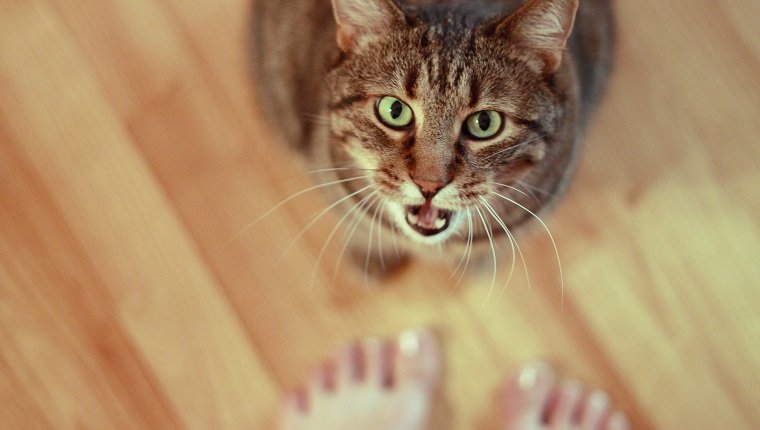 Portrait of cat.
