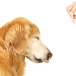 A golden retriever dog is closing his eyes and sticking out his tongue while his owner is holding out a pill for him from a daily pill organizer