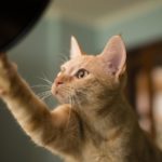 Spain, Orange tabby cat looking and touching curiously a flash light at home