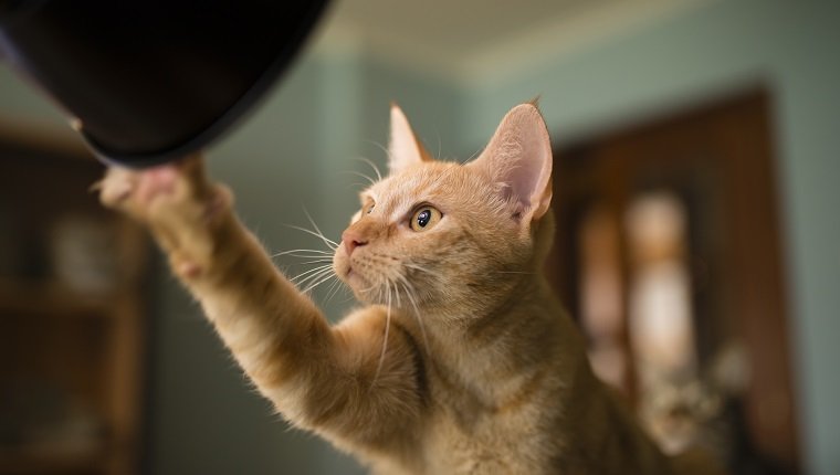 Spanien, Orange Tabby Katze, die neugierig ein Blitzlicht zu Hause sucht und berührt