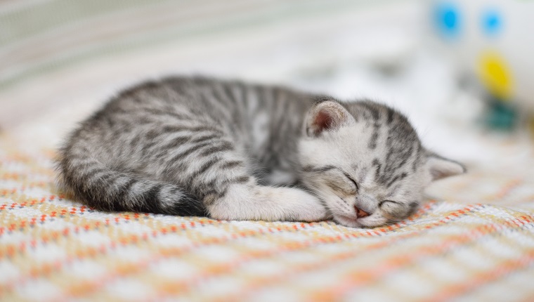 Schönes Kätzchen mit grauweißem Haar, das auf Sofa schläft