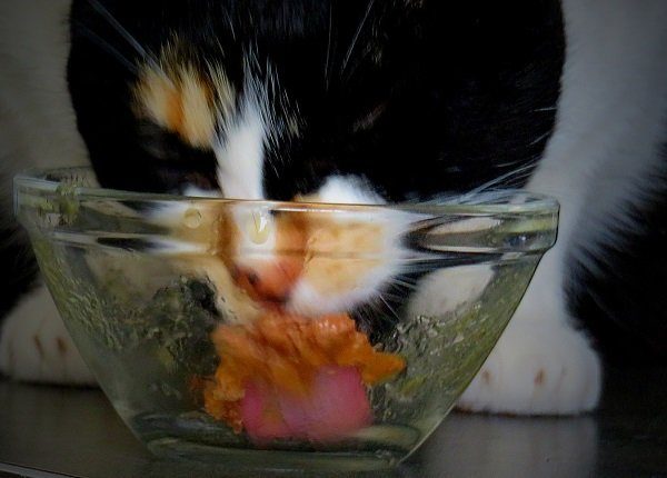 Close-Up Of Cat Eating From Glass Bowl At Home