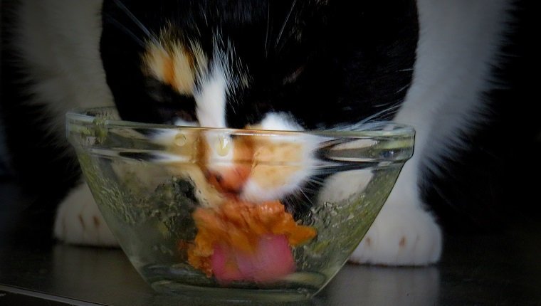 Nahaufnahme der Katze, die von der Glasschale zu Hause isst