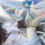 Cat sleeping hologram clothing