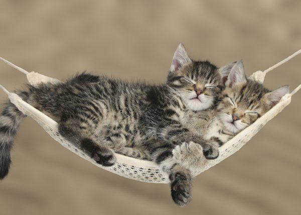 Kittens in hammock
