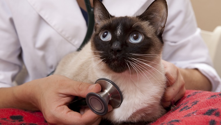 Tierarzt untersucht eine siamesische Katze Nahaufnahme