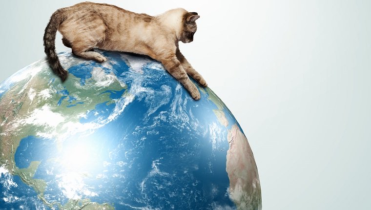 Image of siamese cat playing with globe.