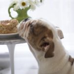 Bulldog sniffing bread roll on plate