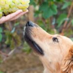dog sniffing grapes