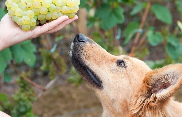 dog sniffing grapes