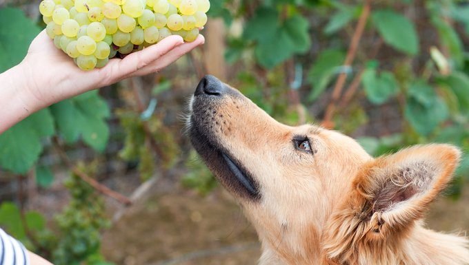 Können Hunde Trauben essen? Sind Trauben für Hunde sicher? Haustiere Welt