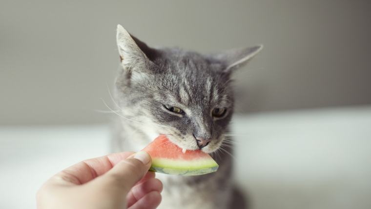 Katze, die Wassermelone isst
