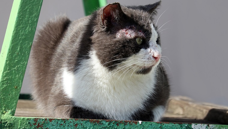 Die Katze ist mit Katzensarkoptose oder Krätze infiziert. Sarkoptose oder Krätze wird durch die Sarcoptes-Krätze verursacht. Krankheiten von Haustieren.