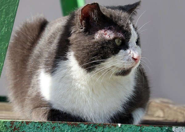 The cat is infected with feline sarcoptosis or scabies. Sarcoptosis or scabies is caused by the Sarcoptes scabiei tick. Diseases of domestic animals.