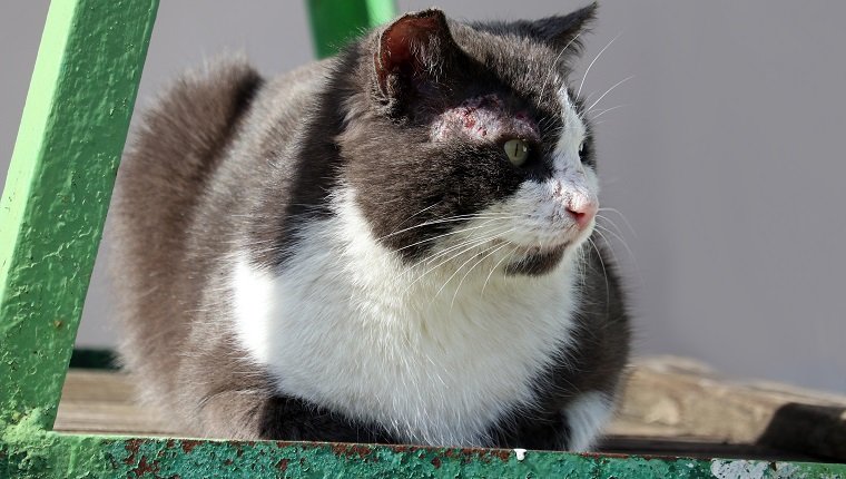 The cat is infected with feline sarcoptosis or scabies. Sarcoptosis or scabies is caused by the Sarcoptes scabiei tick. Diseases of domestic animals.
