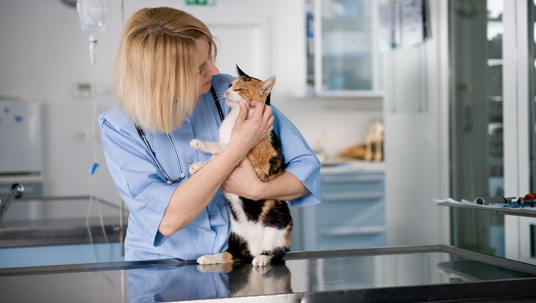 Junger Tierarzt mit gesunder Katze.