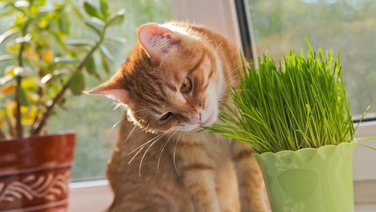 Katze schnüffelt und kaut eine Vase mit frischer Katzenminze