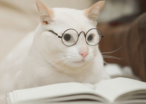 Cute business cat wearing glasses reading book . white cat lying on sofa.
