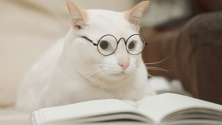 Cute business cat wearing glasses reading book . white cat lying on sofa.
