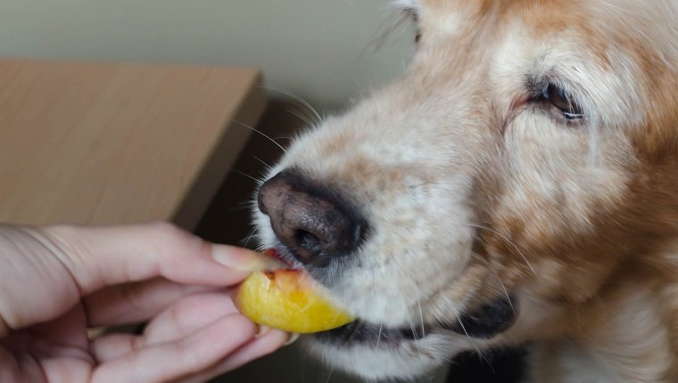 Nahaufnahme der Hand einer Frau, die einem Hund einen Pfirsich füttert
