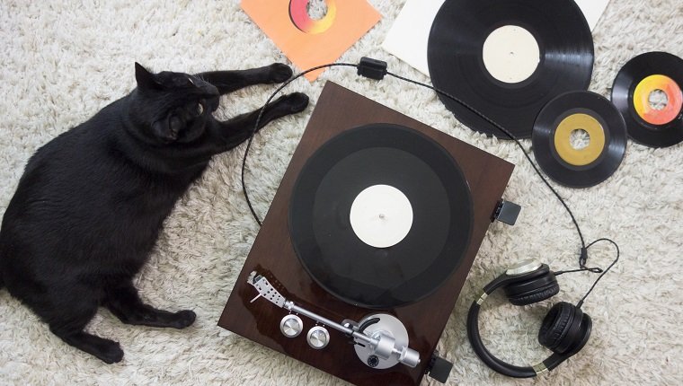 Black Cat listening to records on a white shag rug