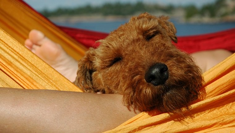Nationaler Entspannungstag 6 Möglichkeiten, mit Ihrem Hund zu