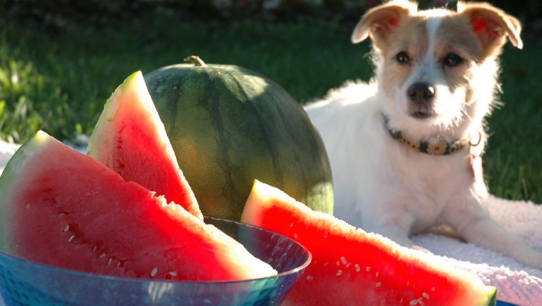 Hund sitzt draußen auf einer Decke mit Wassermelone.