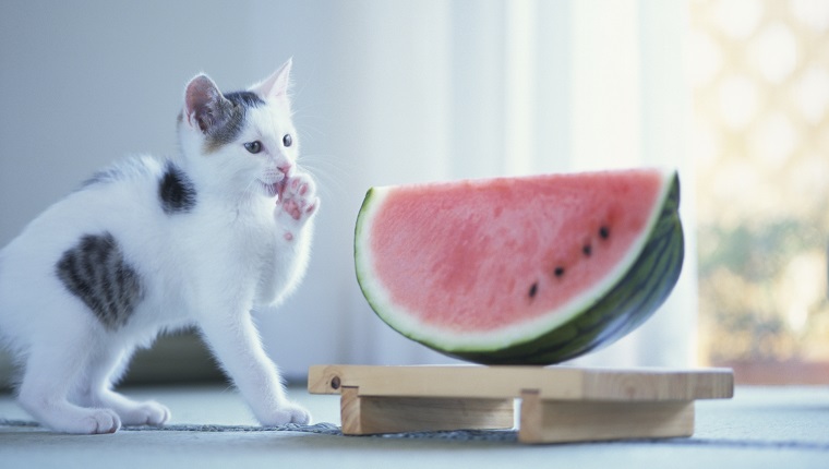 Kätzchen lecken Pfote von Melon Wedge