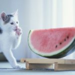 Kitten Licking Paw by Melon Wedge
