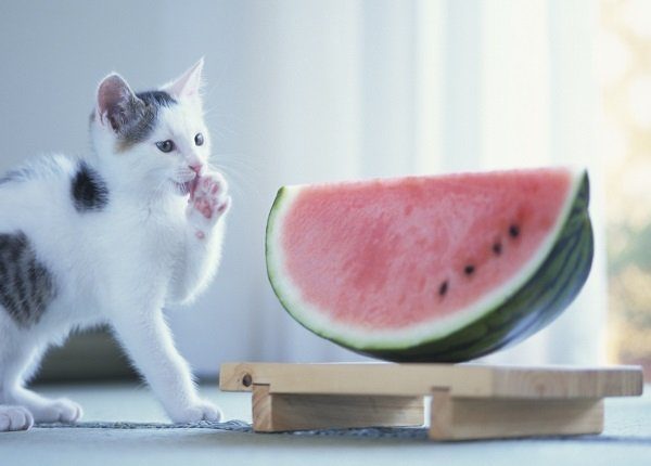 Kitten Licking Paw by Melon Wedge